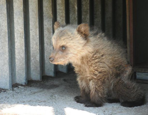 Δώστε όνομα στο μωρό αρκουδάκι που βρέθηκε ορφανό στην Κρανιά Γρεβενών